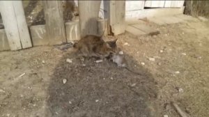 Коты против крыс