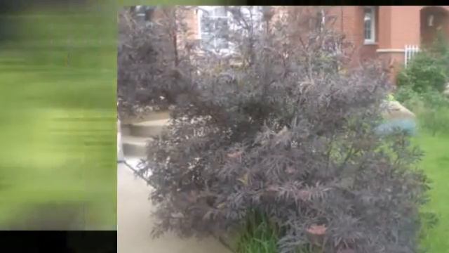 My Ontario garden смотреть онлайн