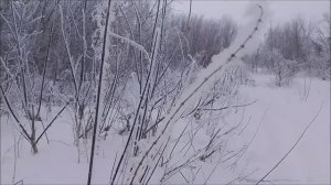 лохматая весна