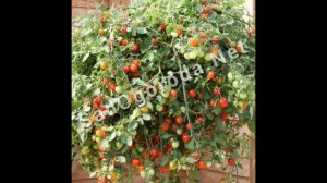 Томат ампельный. Что такое ампельный сорт томатов. Смесь, f1. Купить семена