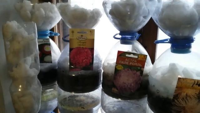 Как и когда сеять астру. смотреть онлайн