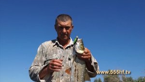 Ловля хищника в коряжнике.