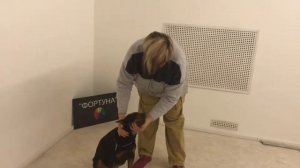 Как Правильно Показывать Зубы Собаки на Выставке