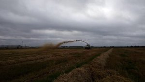 Кормоуборочный комбайн CLAAS  ЯГУАР на измельчении соломы