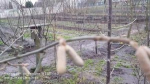 Фундук Косфорд и Шедевр как отличить без орехов