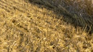 АХМАТ СИЛА! ОТЛИЧНЫЙ РЕЗУЛЬТАТ. Уборка пшеницы 2022