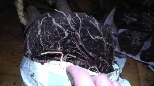 Пересадка огромной Юкки слоновой. Весь процесс и результат полгода спустя