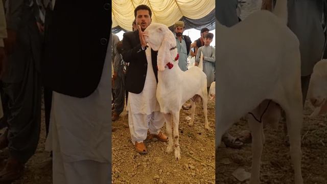 Asal bakriyan ka  bareda 2022 Gulabi goat  اصل بریڈر کی پہچان  Bada bakra #Sabir #goat #farm