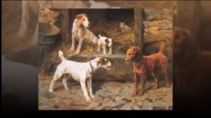 Собаки породы Ирландский терьер!