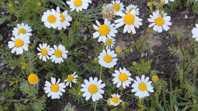 Matricaria chamomilla - Cyprus смотреть онлайн