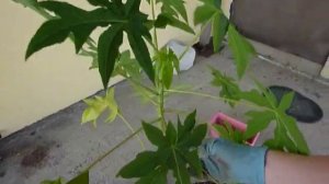 Папайя пересадка, уход и много другого