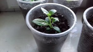 Формировка укорененных черенков метельчатой гортензии