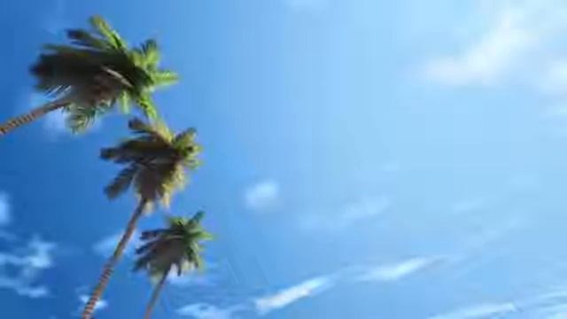 Видео фон для сайта Пальмы смотреть онлайн