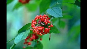 бузина красная