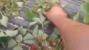 БОЛЕЗНЬ КЛУБНИКИ ВТОРОЙ ГОД