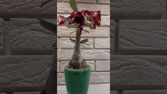 Adenium obesum Wonderland ? Orient Adenium ? Цветение адениума