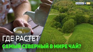 Одно из прекраснейших мест в Сочи! СОЛОХ-АУЛ - родина российского чая. Передача "Махнем! Отдохнем!".