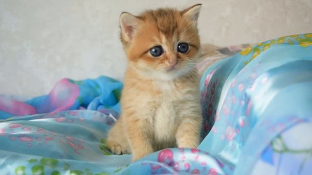 Шотландская кошечка скоттиш страйт золотая затушеванная шиншилла (SFS 71 ny11) смотреть онлайн