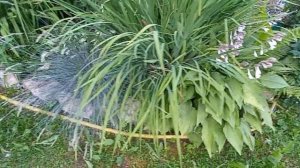 КРАСАВИЦЫ ХОСТЫ В МОЁМ САДУ!