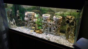 Аквариумный пред фильтр. Оборудование для аквариума.