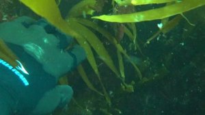 Промысел ежа в Ура-губе