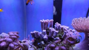 Запуск морского аквариума 100 литров