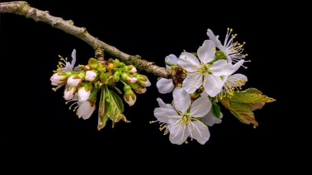 Relaxing flute Music with beautiful blooming flowers смотреть онлайн