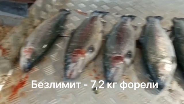 Улов с безлимита, 7,2 кг форели смотреть онлайн