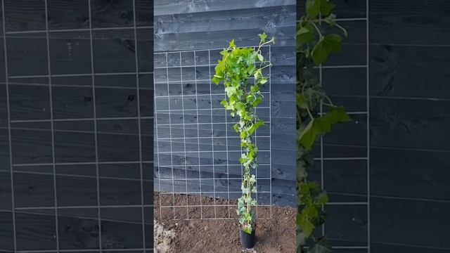 Wintergroene Klimop - Hedera Hibernica klimplant