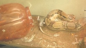 Удав поедает крысу!