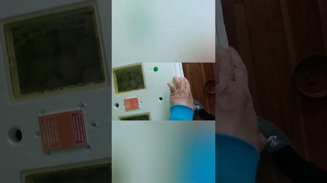 Как у меня получилось вывести кур, несущих зелёныйе яйца