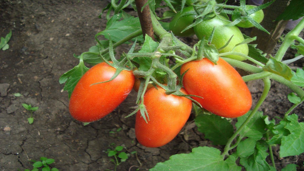 ЧТОБЫ ПЛОДЫ ТОМАТОВ НАЛИВАЛИСЬ И СОЗРЕВАЛИ БЫСТРЕЕ И ЛУЧШЕ ,ПОДКОРМИТЕ ИХ ТАКИМИ УДОБРЕНИЯМИ смотреть онлайн