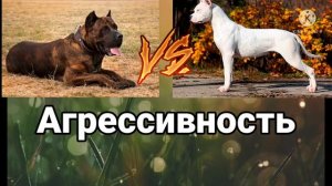 Канарский дог против Аргентинского дога