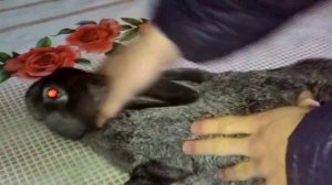 Как отличить самца от самки у кроликов?Как определить пол у кроликов?