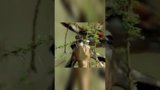 Тонкое изящное создание, которое сложно с кем-то перепутать! Геренук смотреть онлайн