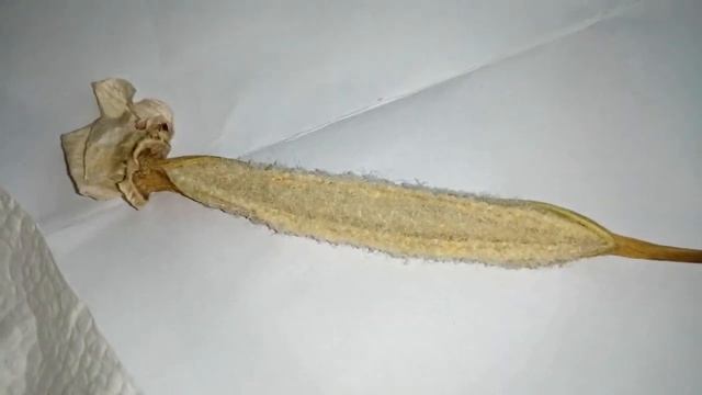 Семена орхидей готовы к посеву смотреть онлайн