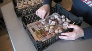 Сорта озимого чеснока Кировский, Добрыня, Любовь | Лежкость спустя пол года