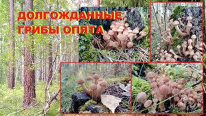 Долгожданные грибы опята!