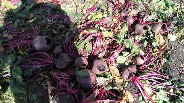 Пожрали свёклу крупную ёжики,мыши??? смотреть онлайн