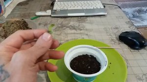 Как можно размножить КАЛАМОНДИН