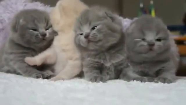 Милашки котятки смотреть онлайн