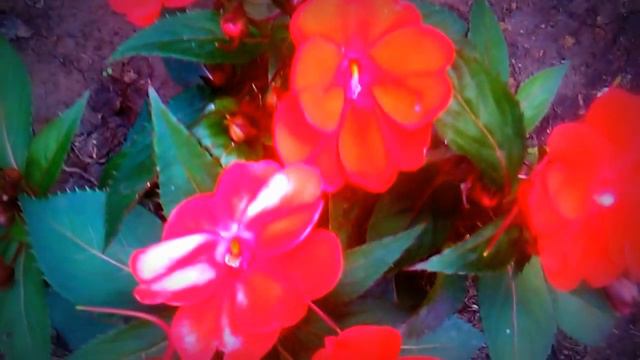 planta de primula roja смотреть онлайн