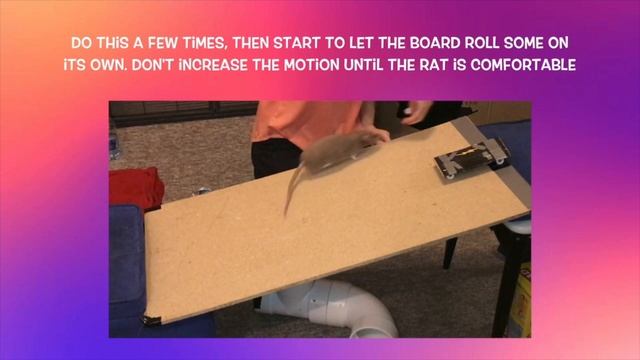 How to Train a Rat to Skateboard Down a Ramp смотреть онлайн