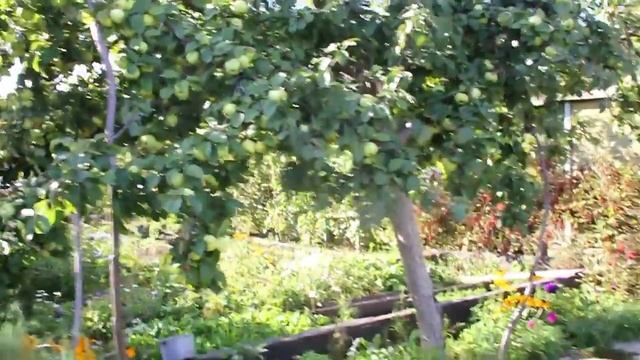 распопов 1 сентября Реквием по Антоновке, Штрефелю и Белому наливу в Новгородских садах смотреть онлайн