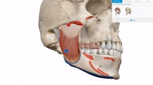 Accessing detailed information on any structure | Human Anatomy Atlas 2018