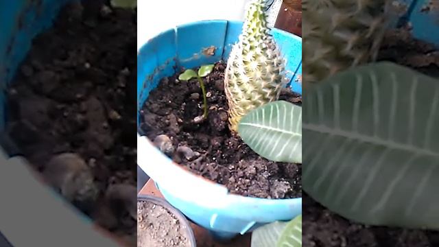 Как вырастить у себя дома мандарин простым языком смотреть онлайн