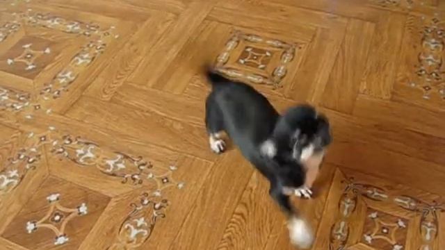Так не умеет ни одна собачка.Собачка танцует. Собачка Соня. Малышка Чихуахуа учится танцевать. смотреть онлайн