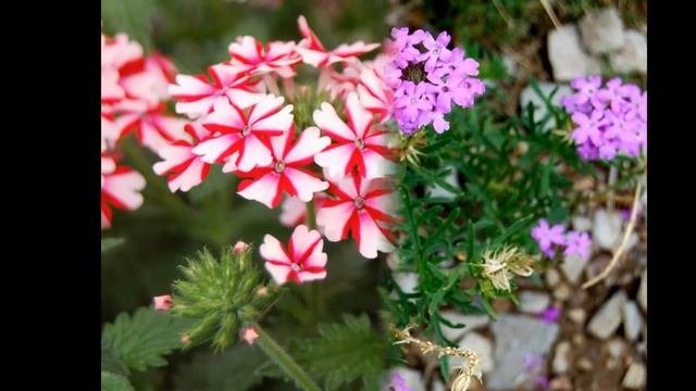ВЕРБЕНА  (VERBENA)  сем. Вербеновые