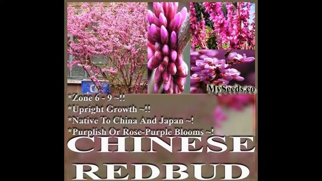 Chinese Redbud Tree Seeds - Cercis chinensis Seeds on www.MySeeds.Co смотреть онлайн