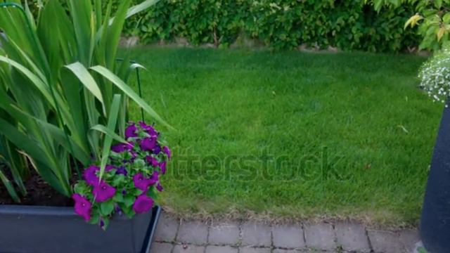 beautiful gladiolus flower 🌼🌹/#gladiolus #flowers #agrivibes-ko8fp смотреть онлайн